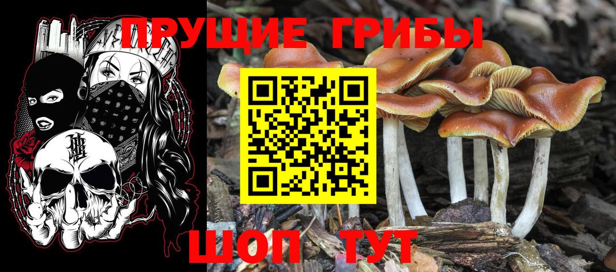 Галлюциногенные грибы прущие грибы  Вход с VPN  Люберцы 